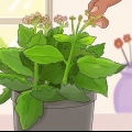 Snoei kalanchoe