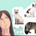 Katten fokken