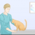 Katten laat stop met plassen op die tapijt