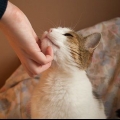 Katten opvoeden