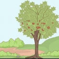 Plant kersiepitte