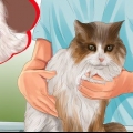 Knobbels op jy kat identifiseer