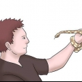 Koningspythons fokken