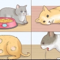 Koorts by katten verminderen
