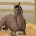 Kreupelheid by paarden behandel
