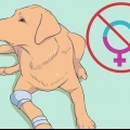 Labradors fokken