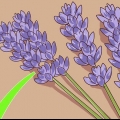 Snoei en oes van laventel