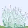 Snoei laventel