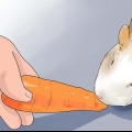 Lekkere snacks maak vir cavia's