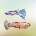 Mannelijke en vroulike guppy's identifiseer
