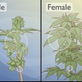 Onderskei manlike cannabisplante van vroulike plante