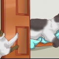 Meerdere katten laten samenleven