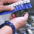Oesters berei