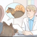 Omgaan met veelvoorkomende paringsprobleme by honde