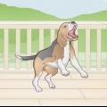 Ongewenste gedrag van jou hond corrigeren