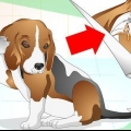 Oorontstekingen by honde behandelen