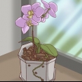 Oorplanting van orgideë