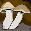 Kweek sampioene