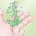 Snoei petunias
