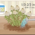 Sorg vir paniekhortensia's