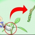 Plumeria steggies