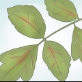 Ontlont poison oak