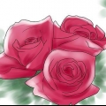 Kweek rose