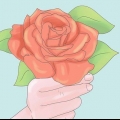 Plant rose