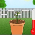 Voortplanting van rose