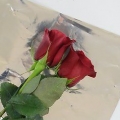 Hou rose vars