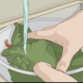Salade vers hou