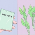 Salie kweken