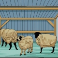 Schapen versorgen