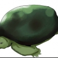 Schildpadden versorgen
