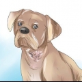 Schurft by honden genezen