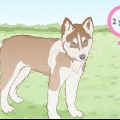Siberiese husky se fokken