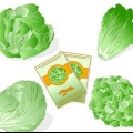 Blaarslaai plante