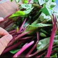 Snijbiet berei en koken