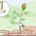 Neem steggies van rose