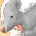 Stinkdieren verjagen