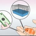 Syriese hamsters fokken