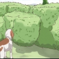Teken by honden voorkom
