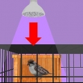 Thuis vir 'n zieke vogel sorg