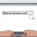 Toestemming kry van je ouders om 'n hamster te hou