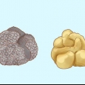 Kweek truffels