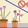 Kweek tulpe in potte