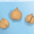 Plant tulpbolle