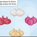 Uien kweken