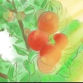 Bepaal wanneer die appels op jou appelboom ryp is