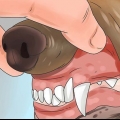 Vergiftiging herkennen by honde